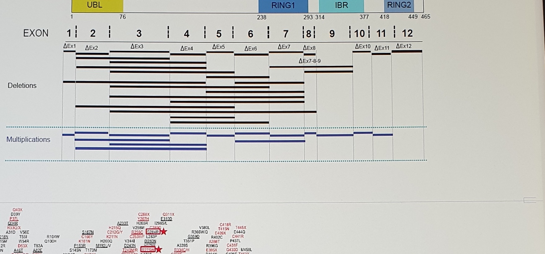 Parkin exon deletion and multiplication map