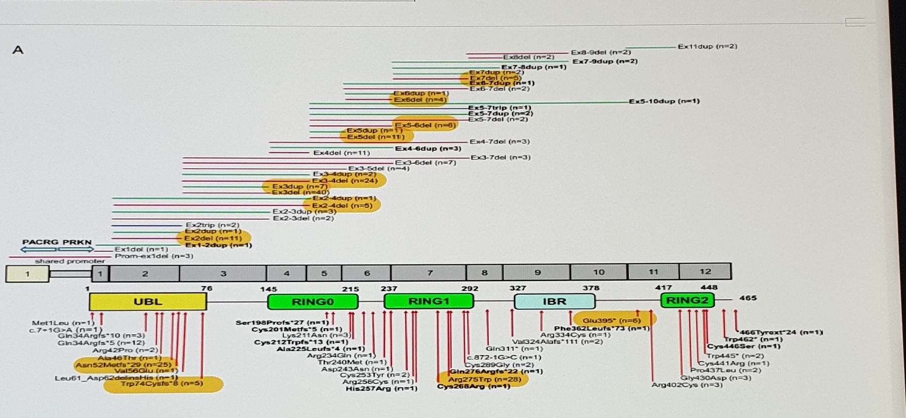 PRKN exon and domain variant map