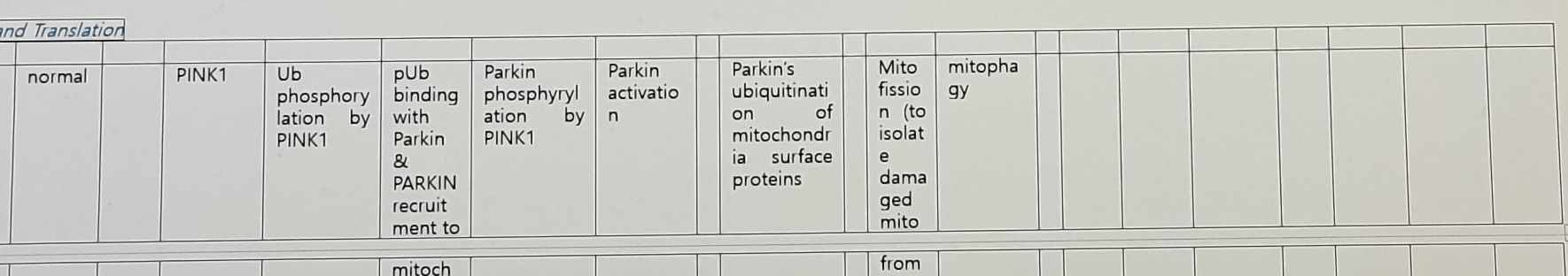 Parkin/PINK1 mitophagy diagram partial