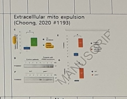 Extracellular mitochondrial expulsion figure